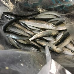 餌なしサビキ釣り